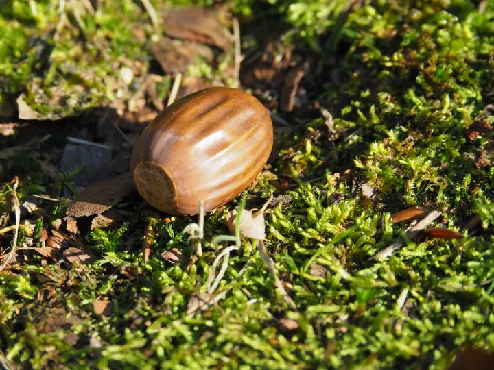 Vagevuurbos en Lippensgoed-Bulskampveld (België)